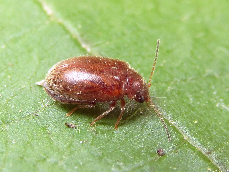 Scirtidae:  cfr.  Cyphon sp.